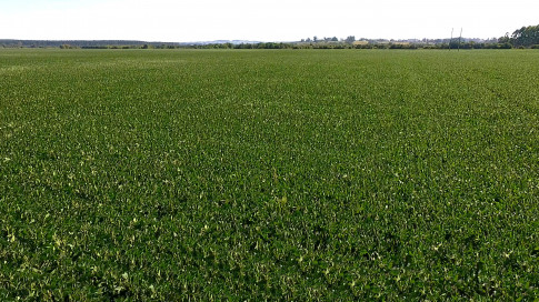 Marcello Caminha - Céu, Sol, Sul, Terra e Cor VDownloader.00_00_24_08.Quadro002_ccd4bbb1f969e764685e37def32cb63dab332f67.jpg